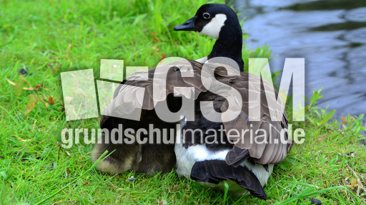 Kanadagansküken mit Mutter_2.jpg